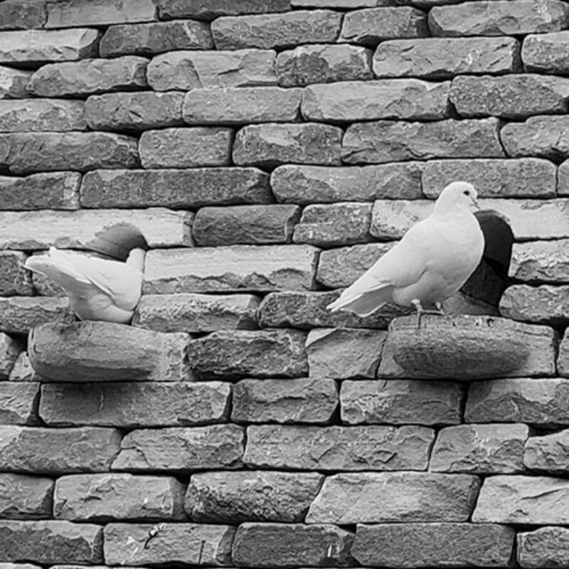 White doves perched at the pop holes of the dry stone doocot at Teasses Estate, illustrating its function as a traditional dovecot.